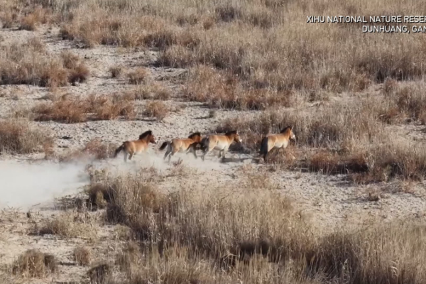 Solar Cameras & Ice-Breaking: Protecting 212 Przewalski’s Horses in Gansu Winter video poster