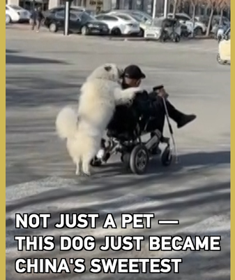 Not Just a Pet – This Tianjin Dog Is the Sweetest 'Retirement Plan' in the Chinese mainland video poster