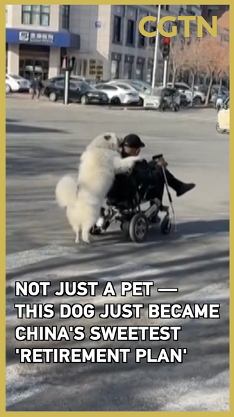 Not Just a Pet – This Tianjin Dog Is the Sweetest 'Retirement Plan' in the Chinese mainland video poster