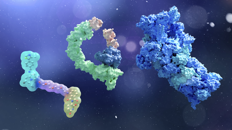Chinese_Scientists_Unveil_SupTACs_for_Precise_Protein_Degradation