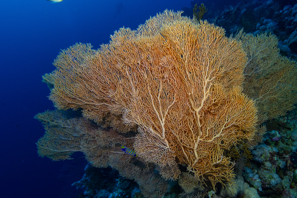 Chinese_mainland_eyes_UN_High_Seas_Treaty_secretariat_in_Xiamen