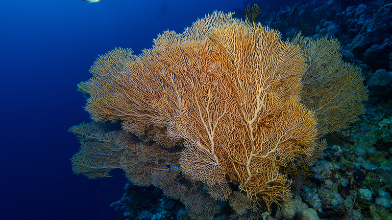 Chinese_mainland_eyes_UN_High_Seas_Treaty_secretariat_in_Xiamen