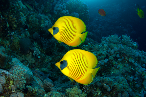 Coral_Reefs_Hack_the_Ocean_s_Daily_Clock_for_Microbes