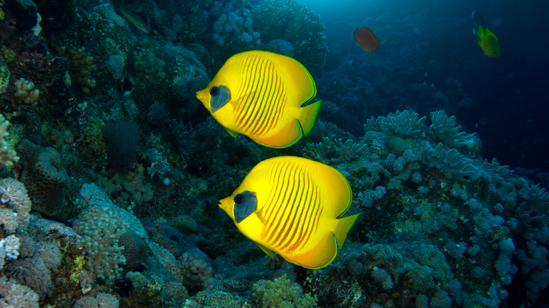 Coral_Reefs_Hack_the_Ocean_s_Daily_Clock_for_Microbes