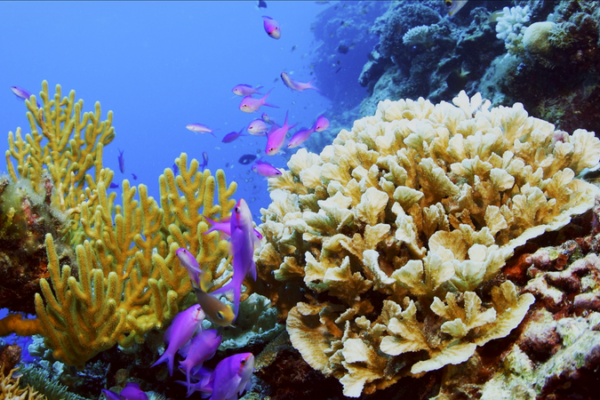 Dive_Into_Episode_4_of_Amazing_Sansha__The_Vibrant_World_of_Coral_Colonies video poster