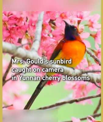 Mrs. Gould’s Sunbird Dazzles Among Yunnan Cherry Blossoms video poster