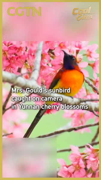 Mrs. Gould’s Sunbird Dazzles Among Yunnan Cherry Blossoms video poster
