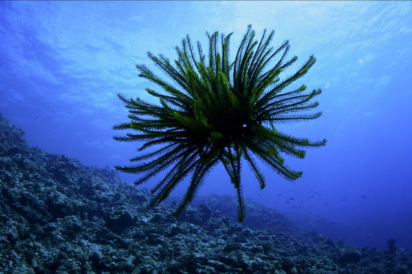 Episode_1__Unveiling_the_Sea_Lily_in_the_South_China_Sea video poster