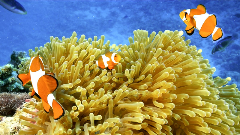 Episode_6__Clownfish___Sea_Anemone_Symbiosis video poster