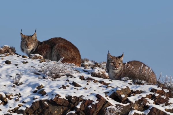 First_Ever_Eurasian_Lynx_Spotted_in_Karamay__Xinjiang video poster