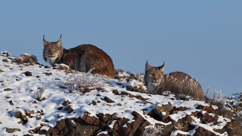 First_Ever_Eurasian_Lynx_Spotted_in_Karamay__Xinjiang video poster