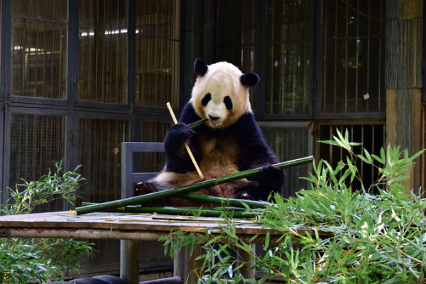 Fuzhou_Panda_World_Reopens_with_Five_New_Chengdu_Pandas video poster