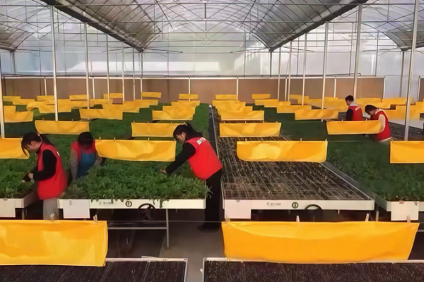 Gen_Z_Farmers_Bring_Smart_Greenhouses_to_Sichuan_s_Shale_Soil