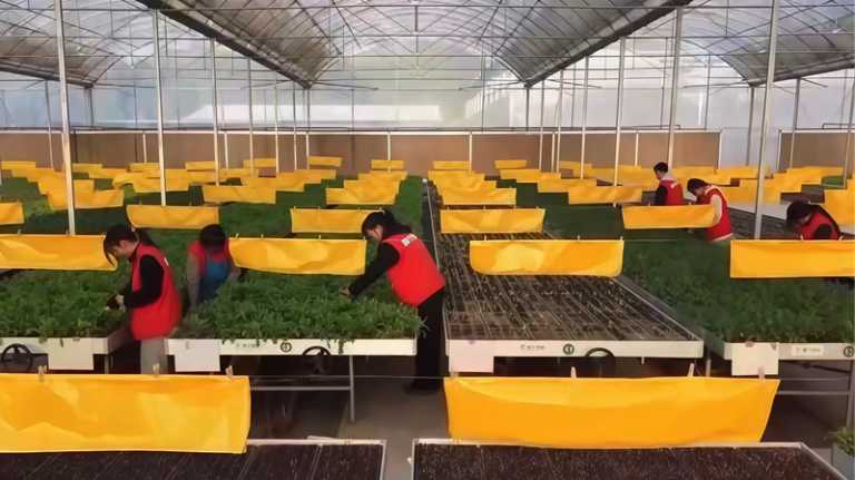 Gen_Z_Farmers_Bring_Smart_Greenhouses_to_Sichuan_s_Shale_Soil