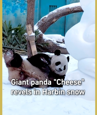 Giant_Panda_Cheese_Revels_in_Harbin_Snow video poster