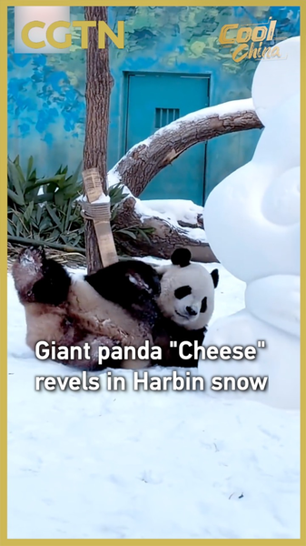 Giant_Panda_Cheese_Revels_in_Harbin_Snow video poster