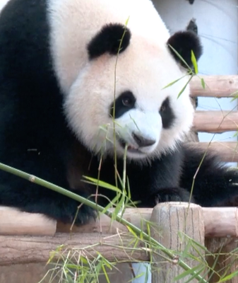 Giant_Pandas_Chen_Xing___Xiao_Yue_Debut_at_Malaysia_s_Zoo_Negara video poster
