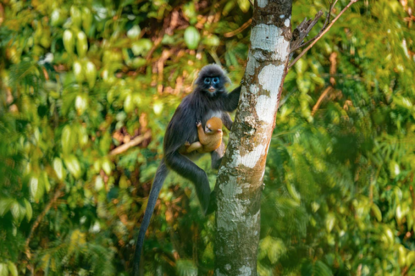 Golden_New_Life__Baby_Langur_Spotted_in_Yunnan video poster