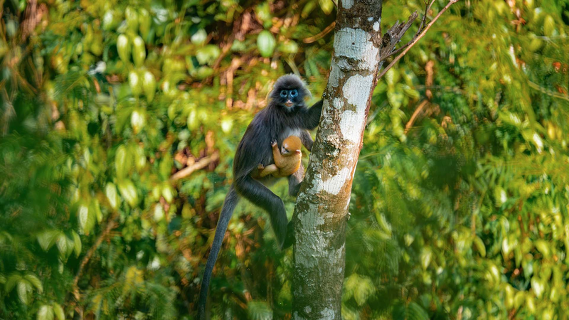 Golden_New_Life__Baby_Langur_Spotted_in_Yunnan video poster