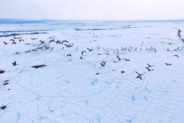 Grey_Cranes_Flock_to_Snowy_Yellow_River_Wetlands video poster