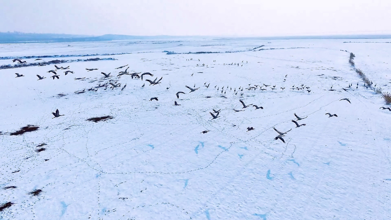 Grey_Cranes_Flock_to_Snowy_Yellow_River_Wetlands video poster