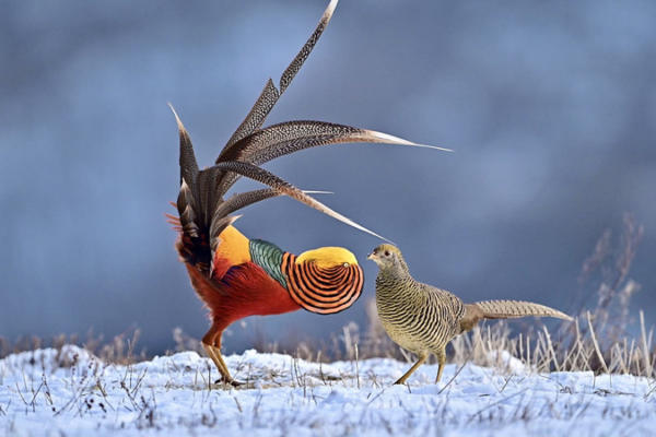 Rare One-Take Golden Pheasant Courtship Filmed 🦜 video poster