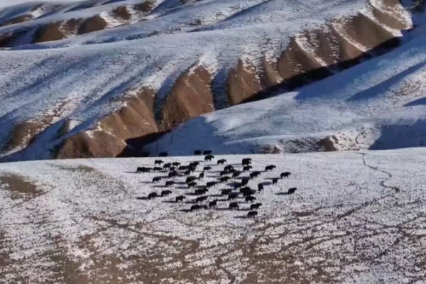Huge_Herd_of_Wild_Yaks_Roams_Gansu_Grasslands video poster