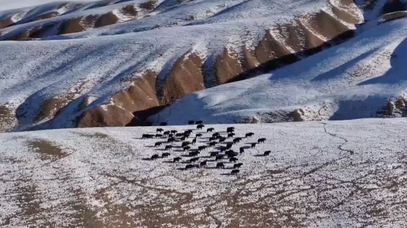 Huge_Herd_of_Wild_Yaks_Roams_Gansu_Grasslands video poster