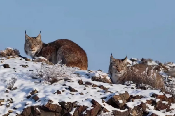 Snowy Surprise: Eurasian Lynx Spotted in Xinjiang’s Karamay video poster