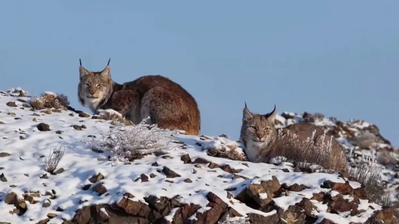 Snowy Surprise: Eurasian Lynx Spotted in Xinjiang’s Karamay video poster