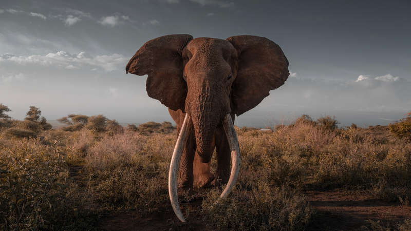 Kenya Begins Taxidermy of Legendary Elephant Craig 🐘