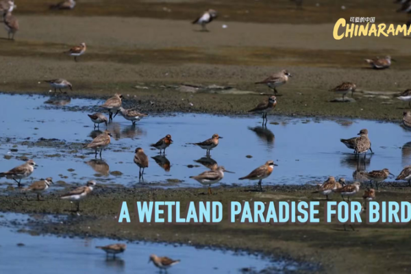 Inside_Tiaozini_Wetland__China_s_First_High_Tide_Bird_Airport video poster