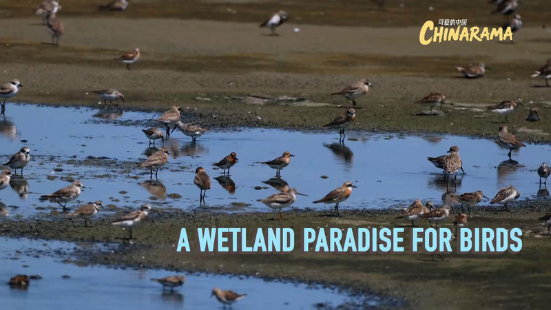 Inside_Tiaozini_Wetland__China_s_First_High_Tide_Bird_Airport video poster