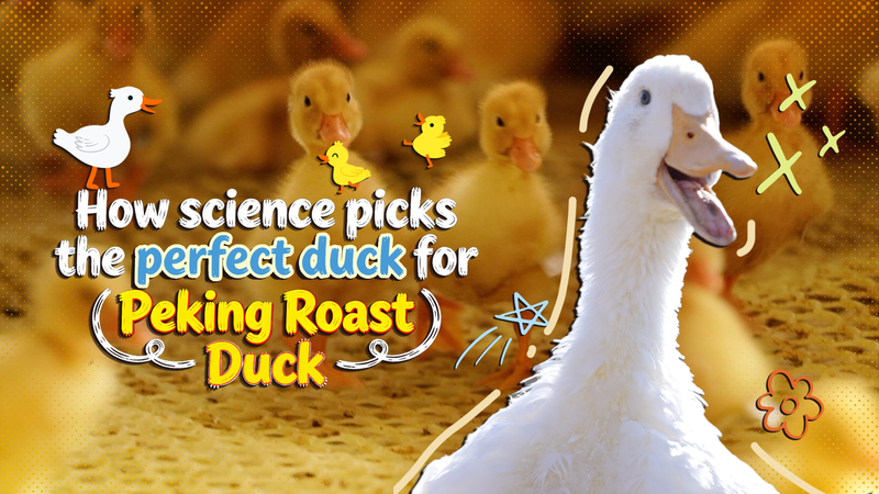 Inside_the_Science_of_the_Perfect_Peking_Roast_Duck video poster