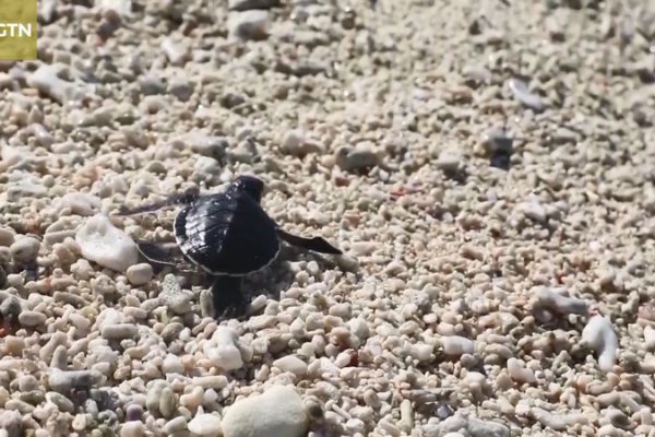 Hainan’s Sansha Welcomes First Sea Turtle Eggs of 2026 🐢 video poster