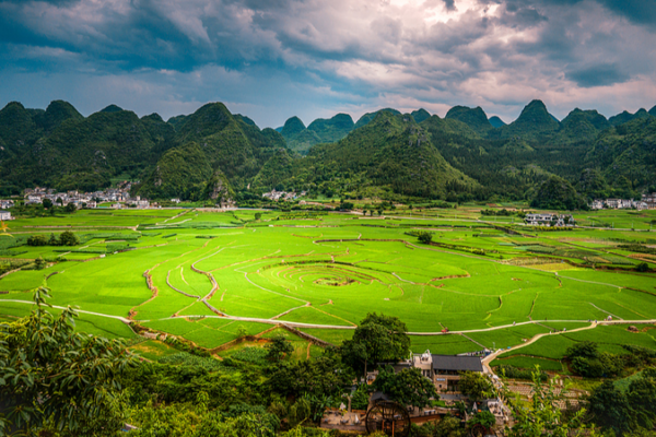 Lemon-Scented Plant Discovered in Guizhou’s Xingyi Geopark