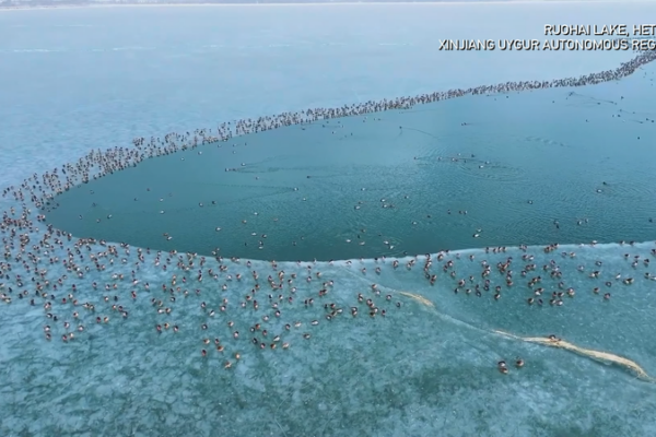 Thousands of Migratory Birds Winter at Xinjiang’s Ruohai Lake video poster