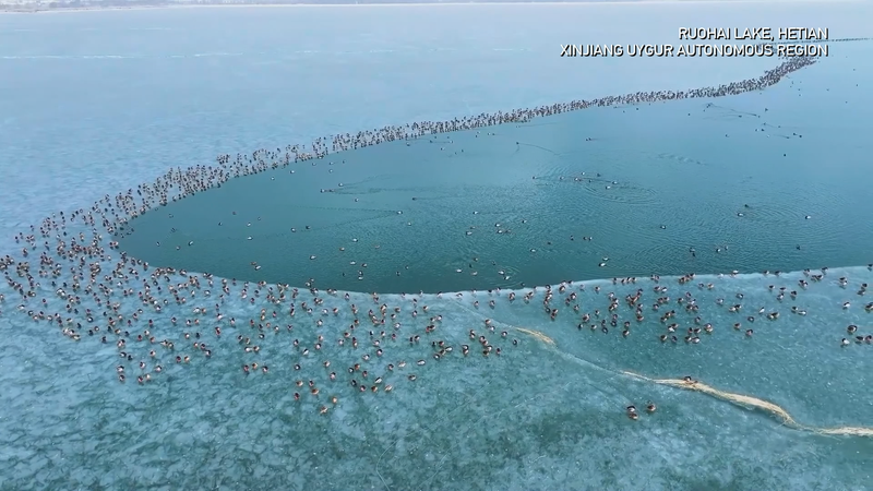 Thousands of Migratory Birds Winter at Xinjiang’s Ruohai Lake video poster