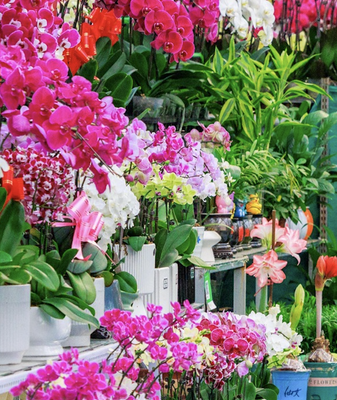 Spring Festival Bloom: Inside Xinjiang’s Mingzhu Flower Market video poster