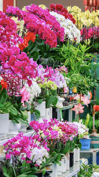 Spring Festival Bloom: Inside Xinjiang’s Mingzhu Flower Market video poster