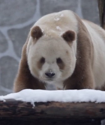Qi Zai’s Snowy Fun: World’s Only Captive Brown Panda at Play video poster