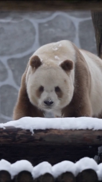 Qi Zai’s Snowy Fun: World’s Only Captive Brown Panda at Play video poster