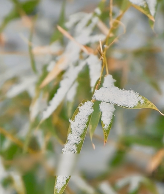 Major_Cold_Marks_Peak_Winter__Spring_Festival_Prep_Heats_Up video poster