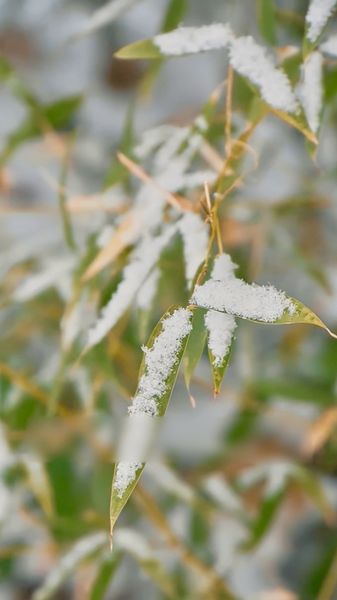 Major_Cold_Marks_Peak_Winter__Spring_Festival_Prep_Heats_Up video poster