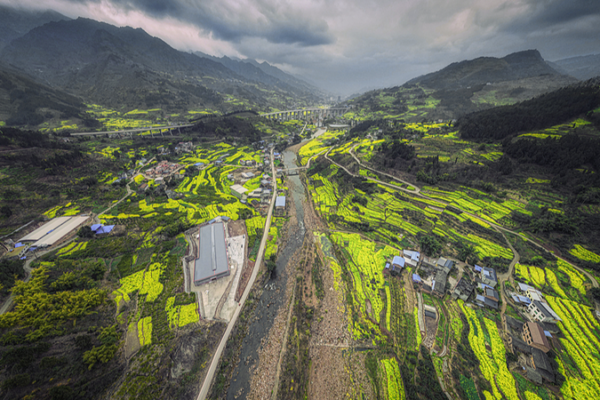 Rapeseed_Flowers_Bring_Spring_Vibes_to_Winter_Sichuan video poster