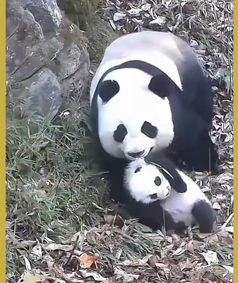 Rare_Panda_Motherhood_Moments_Spotted_in_Sichuan_Forest video poster