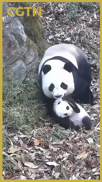 Rare_Panda_Motherhood_Moments_Spotted_in_Sichuan_Forest_poster - News for amigos, by amigos Rare_Panda_Motherhood_Moments_Spotted_in_Sichuan_Forest video poster