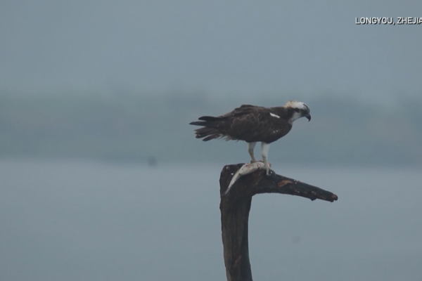 Smart_Monitoring_Protects_Rare_Migratory_Birds_in_Zhejiang video poster