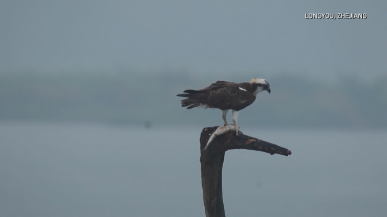 Smart_Monitoring_Protects_Rare_Migratory_Birds_in_Zhejiang video poster
