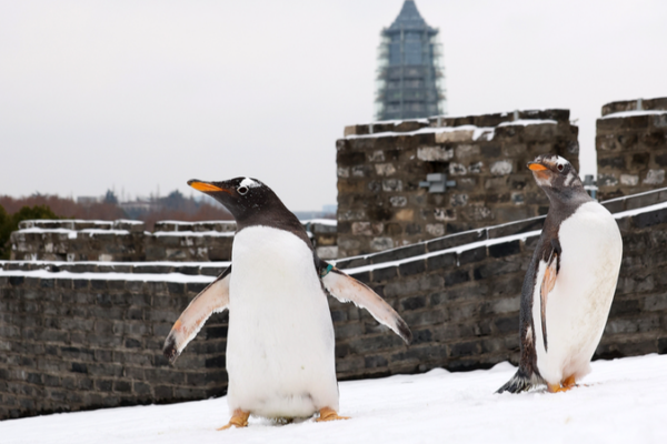 Snow_Day__Penguins_from_Nanjing_Underwater_World_Play_at_Zhonghua_Gate